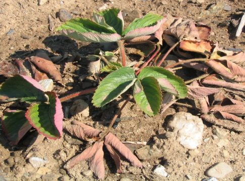 Fragola, malattie del colletto difficili da identificare fragola