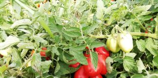 Ocm Difesa: nuove strategie dalle Op dell’Emilia Romagna