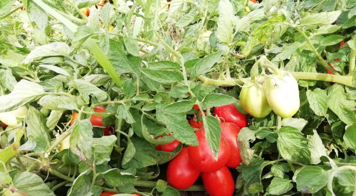 Ocm Difesa: nuove strategie dalle Op dell’Emilia Romagna