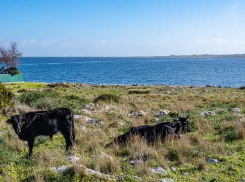I pascoli nella Pac pascoli