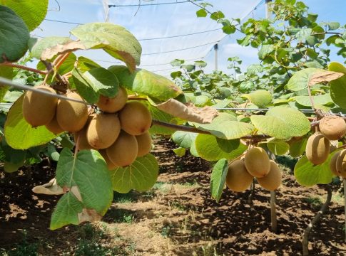 Actinidia alla prova della crisi climatica