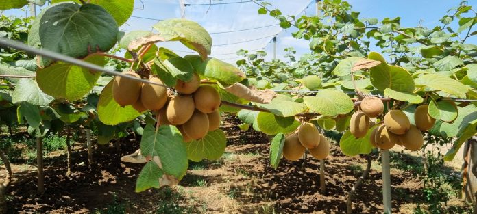 Sportelli_kiwi_19_2025_3_sintomi deficit idrico