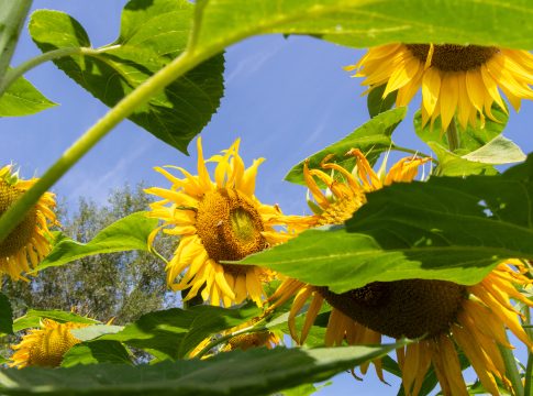 Dossier Difesa sostenibile e biocontrollo, lavorare con la biodiversità difesa sostenibile