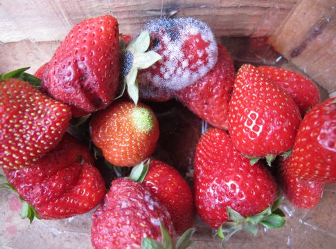 Aipp, primo bilancio fitosanitario su fragola e piccoli frutti Aipp fragola