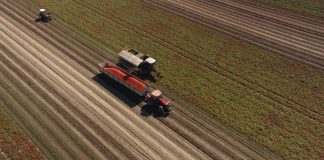 pomodoro da industria