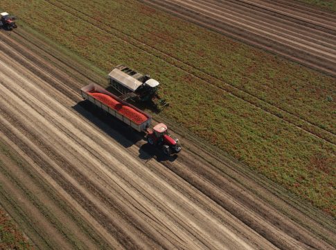 pomodoro da industria