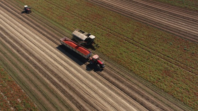 pomodoro da industria raccolta alto pomodoro da industria