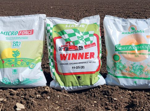 Il mais padano alla prova del cambiamento unimer mais