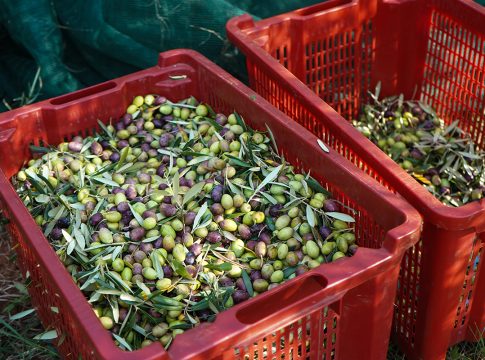 Proroga al 2026 per l’obbligo di “consegna delle olive entro sei ore”