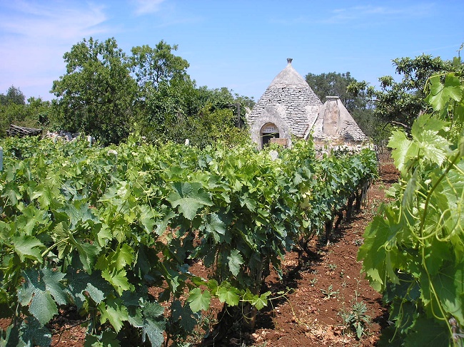 vite e trulli (1)