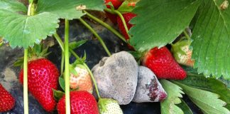 Agrofarmaci: Italia ok per uso razionale e sicurezza alimentare agrofarmaci