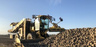 barbabietola da zucchero