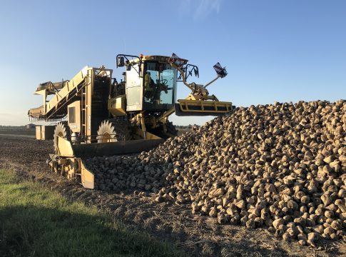 Barbabietola da zucchero, campagna con luci e ombre barbabietola da zucchero