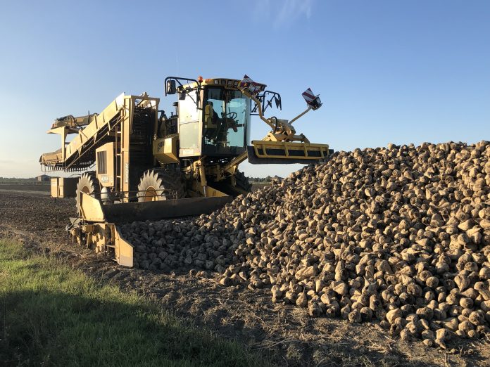 barbabietola da zucchero