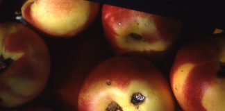 Drupacee, l’Anarsia c’è ancora anarsia