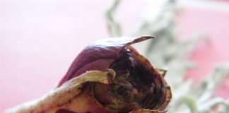 Carciofo, l’autunno mite aiuta i fitofagi carciofo