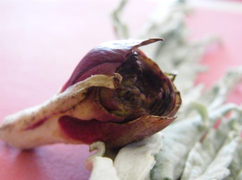 Carciofo, l’autunno mite aiuta i fitofagi carciofo