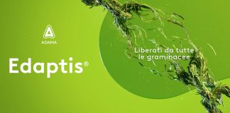 Edaptis di Adama, doppio meccanismo per un diserbo senza compromessi Edaptis Adama