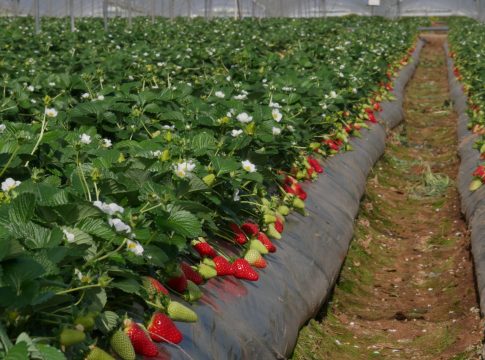 La Fragola della Basilicata ottiene l’Igp