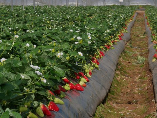 Fragola della Basilicata Igp, nasce il Consorzio di tutela Fragola della Basilicata Igp, nasce il Consorzio di tutela
