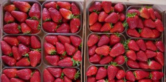 Fragole e asparagi arrancano, lievi aumenti per le melanzane fragole