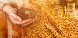 Grano, il 12 giugno mobilitazione nei porti di Bari e Ravenna