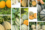 Il melone del 2026 è il retato italiano melone