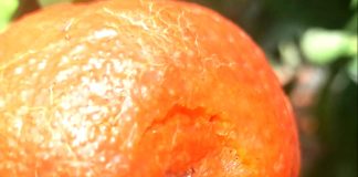 Agrumi, una buccia sana previene la macchia d’acqua agrumi