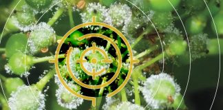 Peronospora, la parola chiave è mandipropamid mandipropamid