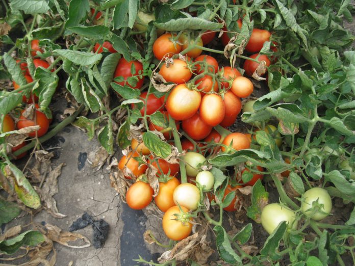 pomodoro industria sole scottatura caldo e siccità