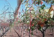 Xylella: minaccia anche per la viticoltura? xylella