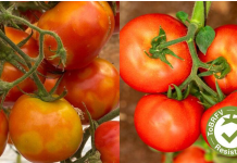 Pomodoro e resistenza al ToBRFV: cosa cambia tra IR e HR