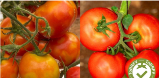Pomodoro e resistenza al ToBRFV: cosa cambia tra IR e HR