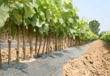 Barbatelle sane per vigneti longevi barbatelle