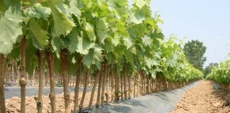 Barbatelle sane per vigneti longevi barbatelle