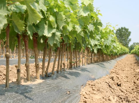 Barbatelle sane per vigneti longevi barbatelle