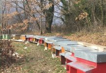 Apicoltura, i requisiti per partecipare al bando del Csr Puglia 2026 apicoltura