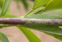 Drupacee, con la caduta foglie partono i trattamenti autunnali caduta foglie corineo