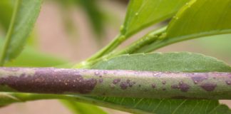 Drupacee, con la caduta foglie partono i trattamenti autunnali caduta foglie corineo