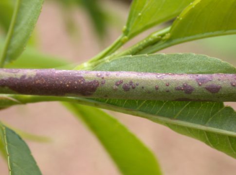 Drupacee, con la caduta foglie partono i trattamenti autunnali caduta foglie corineo