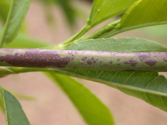 caduta foglie corineo