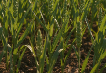 Estratto algale e formulazione di Alglift, il nuovo biostimolante Biosyntex sviluppato da microalghe con processi estrattivi avanzati