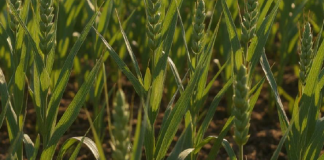 AlgLift, il nuovo biostimolante di Biosyntex nato dalle microalghe Estratto algale e formulazione di Alglift, il nuovo biostimolante Biosyntex sviluppato da microalghe con processi estrattivi avanzati