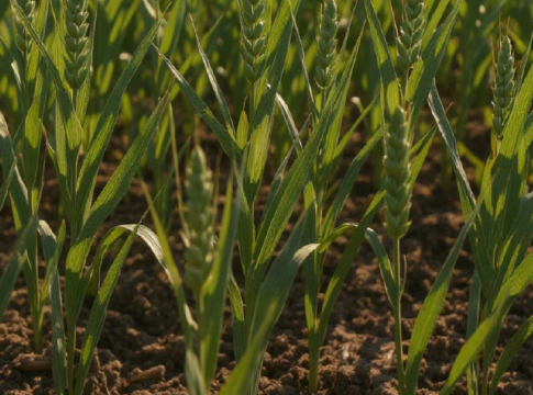 Estratto algale e formulazione di Alglift, il nuovo biostimolante Biosyntex sviluppato da microalghe con processi estrattivi avanzati