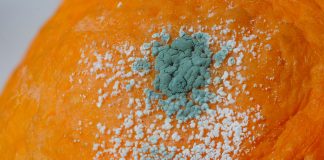 Agrumi, contro le muffe un aiuto in più dai sali di calcio muffe agrumi