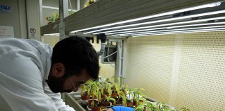 Viaggio nel centro ricerche Basf: come nasce una nuova varietà