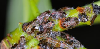 Pero, lotta alla psilla sempre più difficile psilla pero