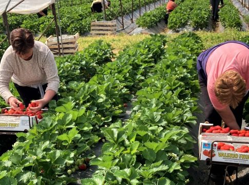 Lavoro, nel 2024 cresciuti del 2,4% i dipendenti in agricoltura lavoro
