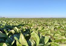 Ortive di pieno campo, contro gli stress decisivo il momento d’intervento