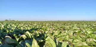 Ortive di pieno campo, contro gli stress decisivo il momento d’intervento